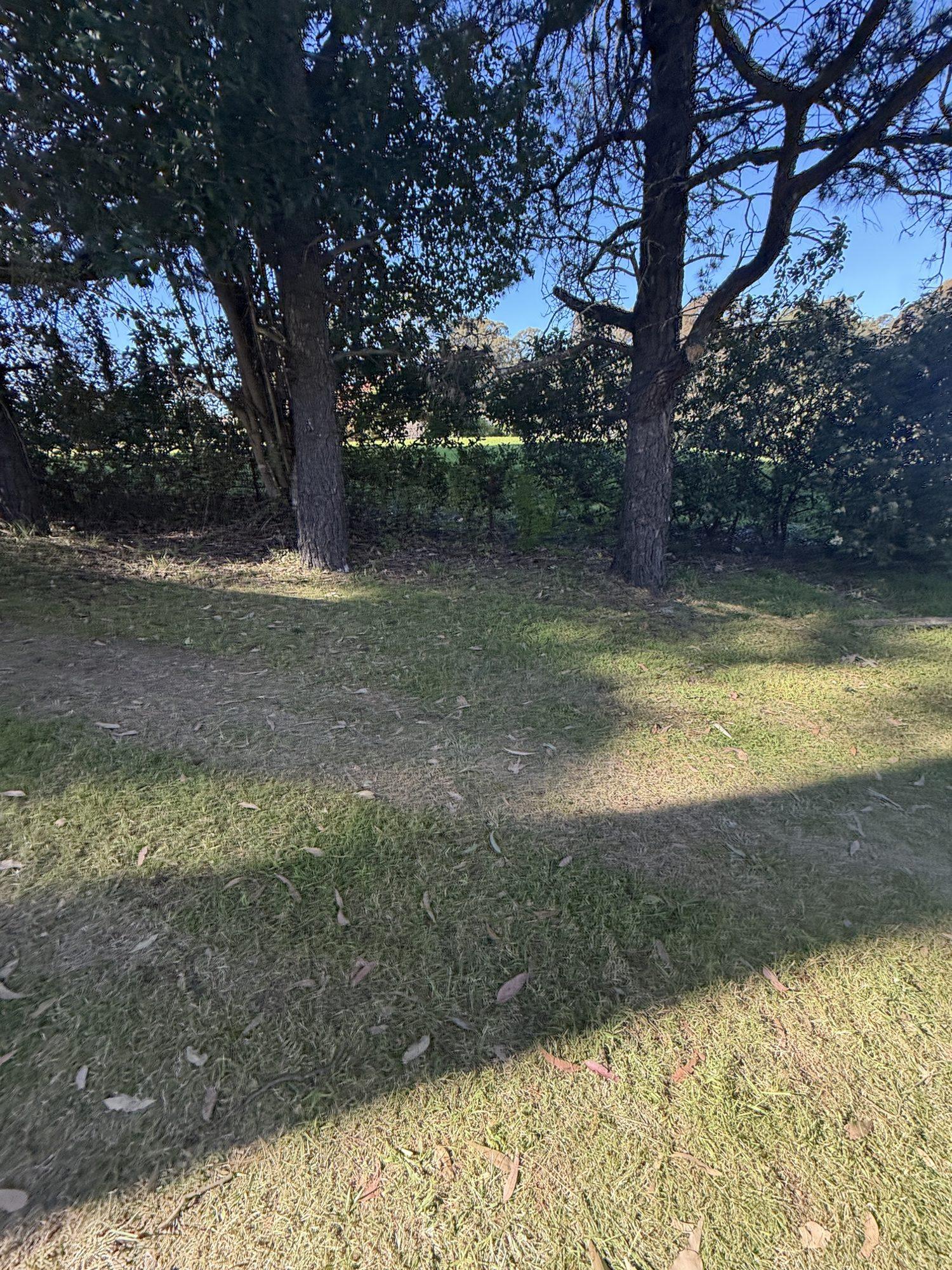 Lawn and trees where the shed used to stand, after the site was cleared